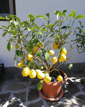 Limoni in vaso
