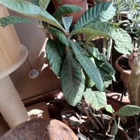 pianta alberello di nespolo