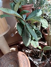 pianta alberello di nespolo