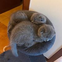 Scottish fold e straight