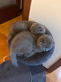 Scottish fold e straight
