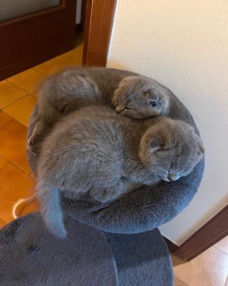 Scottish fold e straight