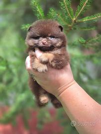 Spitz di Pomerania femmina