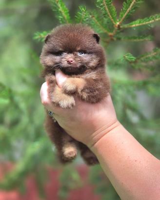 Spitz di Pomerania femmina