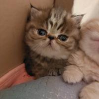 Gattine Persiane Esotiche