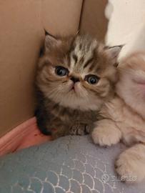 Gattine Persiane Esotiche
