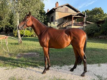 Cavallo purosangue inglese psi