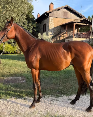 Cavallo purosangue inglese psi