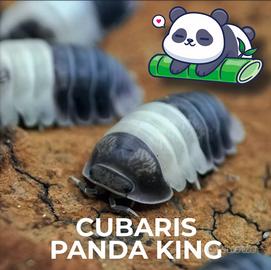 Isopodi Cubaris Panda King