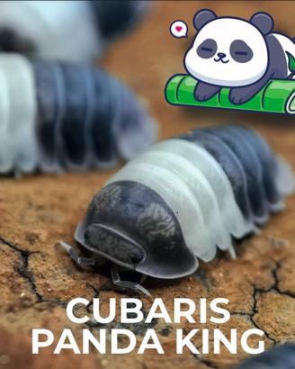 Isopodi Cubaris Panda King