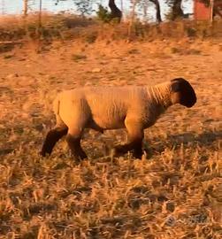 Pecore suffolk