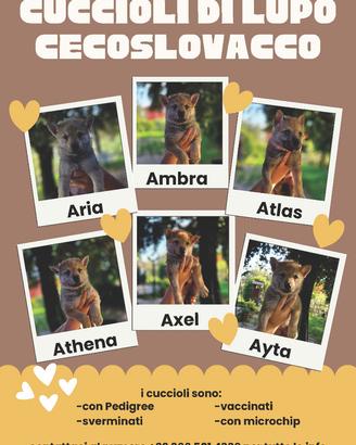 Cuccioli Lupo Cecoslovacco