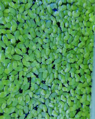 piante  galleggianti  lemna mijor