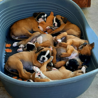 Boxer cuccioli con pedigreé certificati