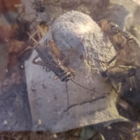 Insetti Acheta e camole del miele