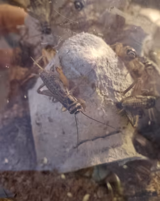 Insetti Acheta e camole del miele