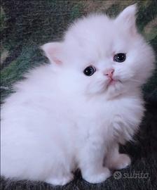 Cucciolo persiano maschio