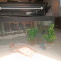 acquario 100L