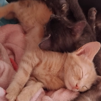 Gattini cuccioli