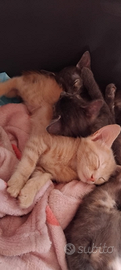 Gattini cuccioli