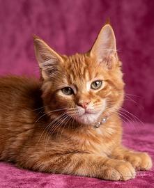 Maine Coon maschio di 3 mesi