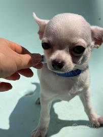 Chihuahua