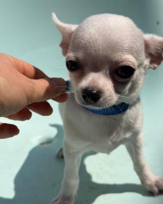 Chihuahua