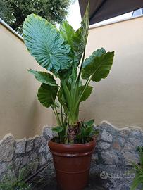 pianta