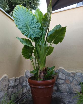 pianta