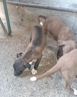 cani meticci