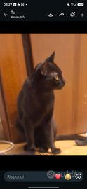 Gatto 8 mesi maschio