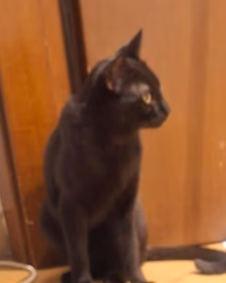 Gatto 8 mesi maschio