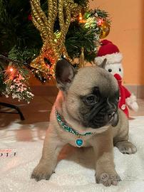 Piccola,compatta bulldog francese