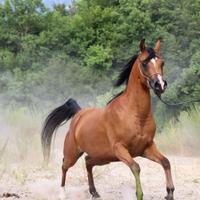 Cavallo arabo