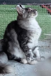 Gattina Maine Coon con pedigree
