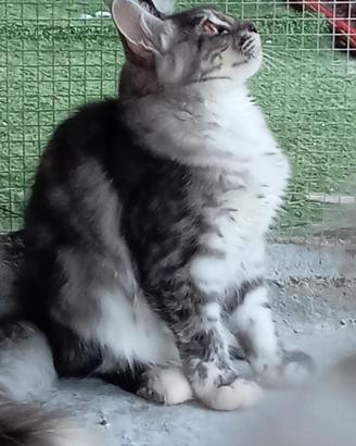 Gattina Maine Coon con pedigree