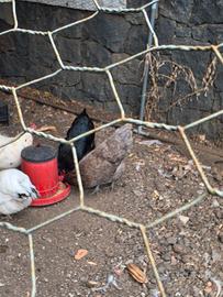 galline australorp