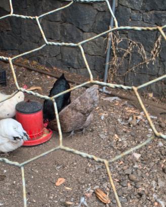 galline australorp