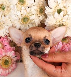 chihuahua cucciola con pedigree