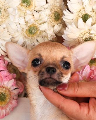 chihuahua cucciola con pedigree