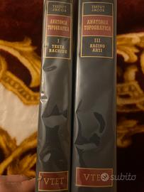 Anatomia topografica