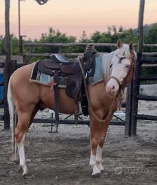STALLONE - Giovane Paint Horse da Raining