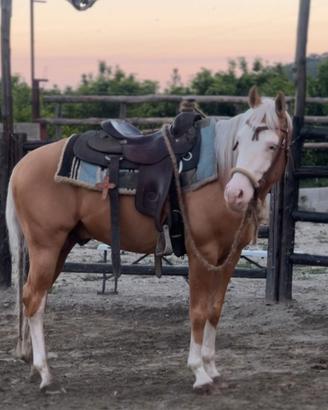 STALLONE - Giovane Paint Horse da Raining
