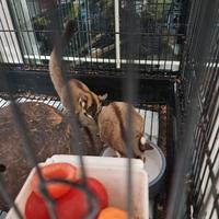 Famiglia di Petauri dello zucchero