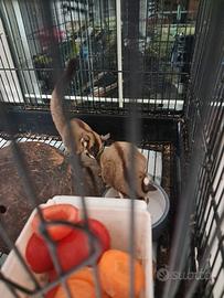 Famiglia di Petauri dello zucchero