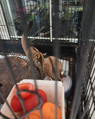 Famiglia di Petauri dello zucchero