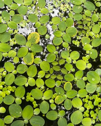 Mix piante galleggianti