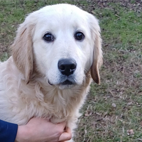 Cuccioloni di Golden Retriever