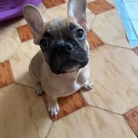 Cucciola di bulldog francese