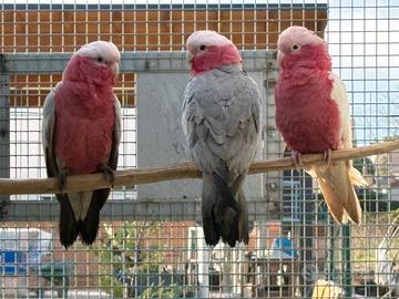 Coppia cacatua rosa